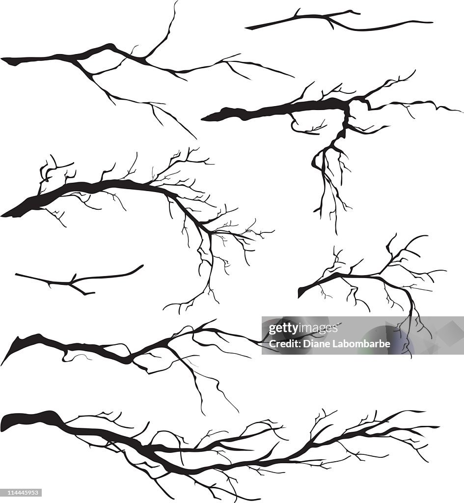 Eine Auswahl von Kahler Baum Silhouetten isoliert Filialen