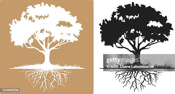 two tree with visible roots white and black silhouettes - roots stock illustrations