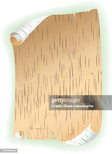 birch bark scroll - plant bark stock illustrations