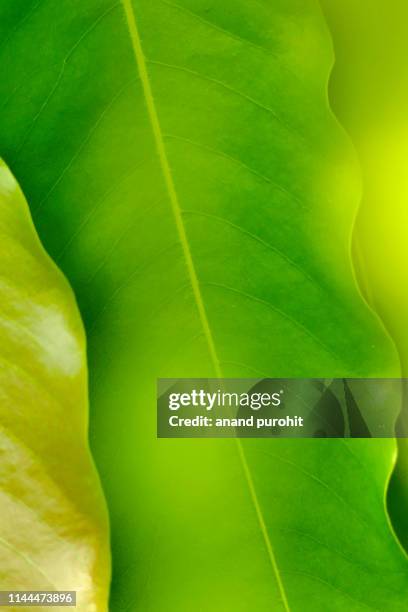 asopalav or mast-tree or false ashok - polyalthia longifolia - polyalthia stock pictures, royalty-free photos & images