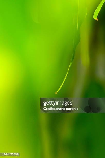 asopalav or mast-tree or false ashok - polyalthia longifolia - polyalthia stock pictures, royalty-free photos & images