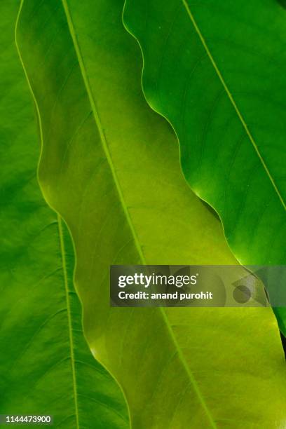 asopalav or mast-tree or false ashok - polyalthia longifolia - polyalthia stock pictures, royalty-free photos & images