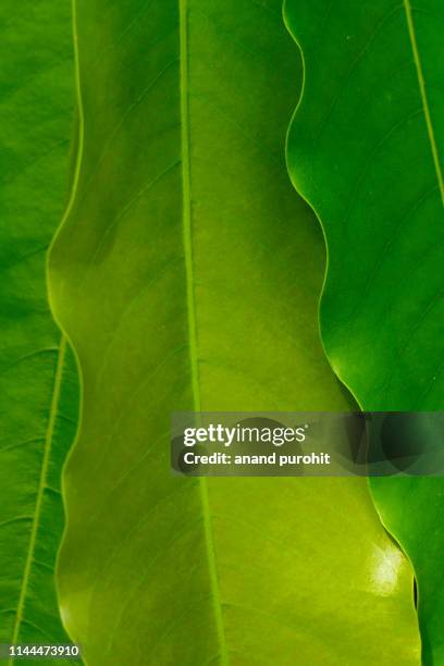 asopalav or mast-tree or false ashok - polyalthia longifolia - polyalthia stock pictures, royalty-free photos & images