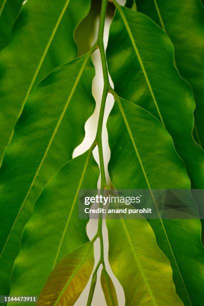 asopalav or mast-tree or false ashok - polyalthia longifolia - polyalthia stock pictures, royalty-free photos & images