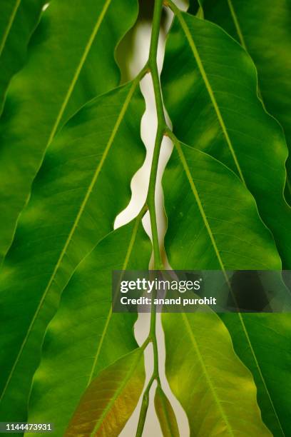 asopalav or mast-tree or false ashok - polyalthia longifolia - polyalthia stock pictures, royalty-free photos & images