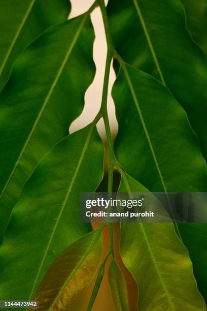 asopalav or mast-tree or false ashok - polyalthia longifolia - polyalthia stock pictures, royalty-free photos & images