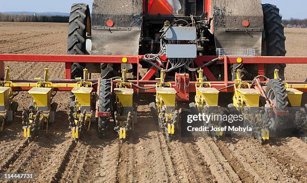 sowing of beet - sow stock pictures, royalty-free photos & images