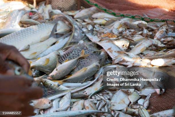 sorting of fish on negombo beach - negombo stock pictures, royalty-free photos & images