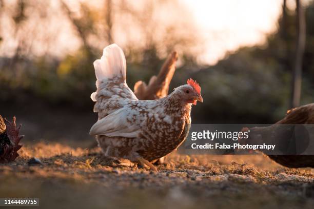 free range chicken - henne stock-fotos und bilder
