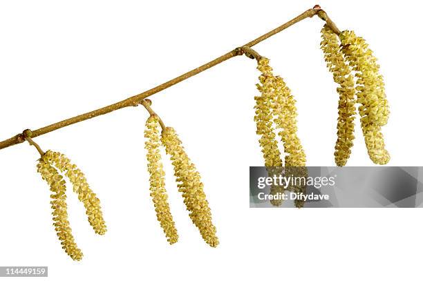 catkins of the common hazel isolated on white - hazel tree stock pictures, royalty-free photos & images