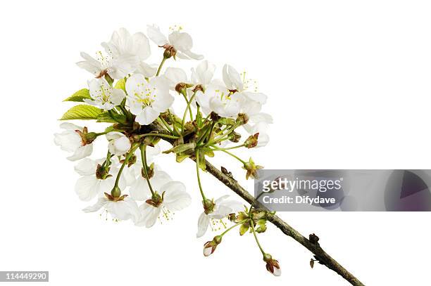 apple blossom isolated on white - apple blossom stock pictures, royalty-free photos & images