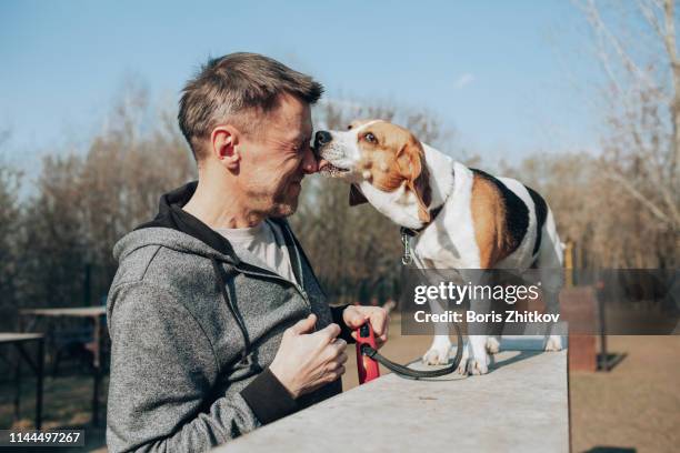 man and beagle - dog licking face stockfoto's en -beelden