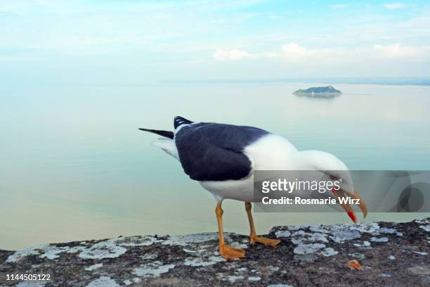seagull on ancient wall, seascape french atlantic coast - seagull stockfoto's en -beelden