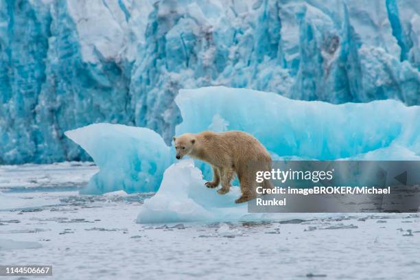 polar bear (ursus maritimus) on a ice floe in front of a glacier, hornsund, svalbard, arctic, norway - drijfijs stockfoto's en -beelden