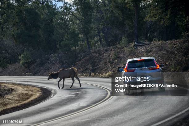 car brakes on the road, american elk (cervus canadensis) crosses a road in front of driving car, game pass, south rim, grand canyon national park, arizona, usa - animal crossing game stock pictures, royalty-free photos & images