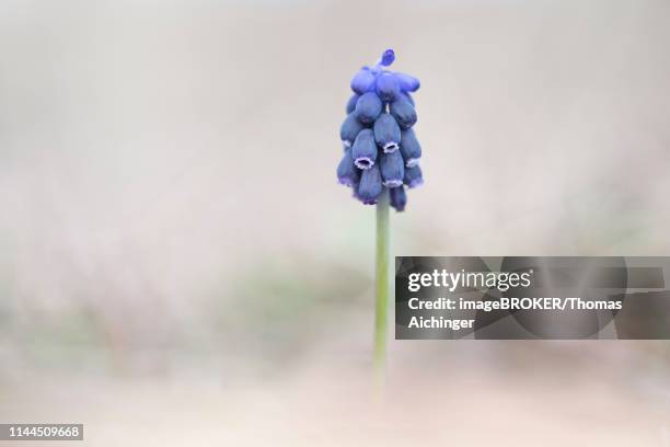 grape hyacinth (muscari botryoides), austria - muscari botryoides stock pictures, royalty-free photos & images