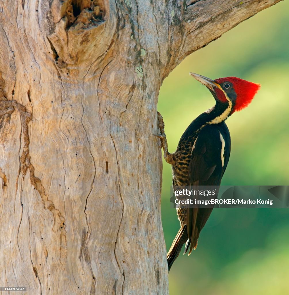 Lineated woodpecker (Dryocopus lineatus) on tree trunk, Costa Rica