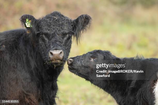 galloway cattle (bos taurus), cow and calf, suffolk, england, united kingdom - galloway cattle stock pictures, royalty-free photos & images