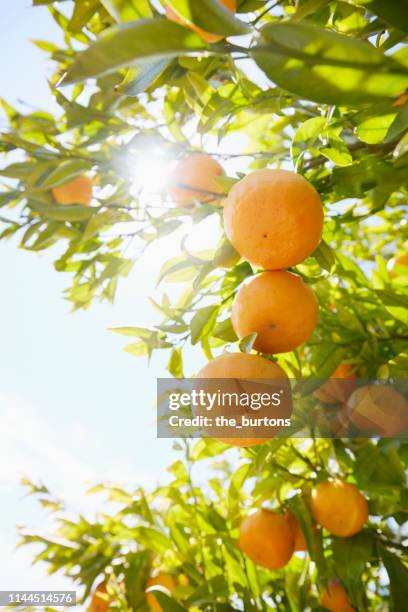 mandarin (oranges) fruits on tree against sky and sunlight - orange tree stock pictures, royalty-free photos & images