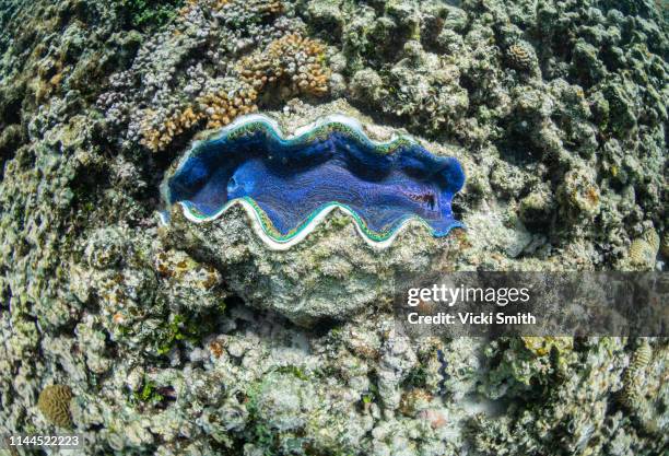 giant clam with coral under the water - giant clam stock pictures, royalty-free photos & images