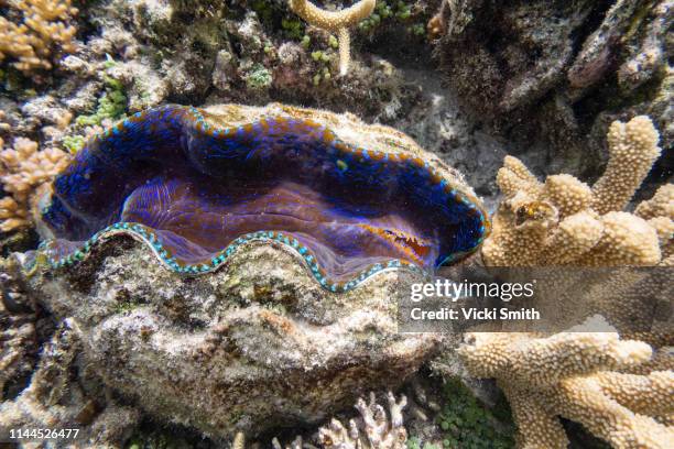 giant clam with coral under the water - almeja gigante fotografías e imágenes de stock