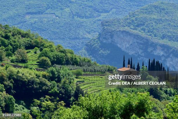 Vineyards near Tenno, Trentino-Alto Adige, Italy.