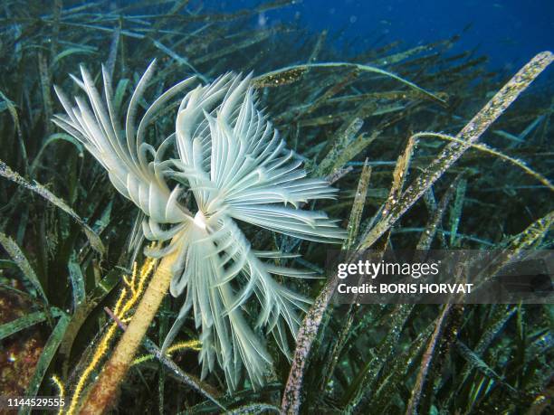 Photo shows a spiral tube-worm in posidonia oceanica meadows in the Mediterranean Sea, near Marseille, south of France, on May 5, 2012. -...