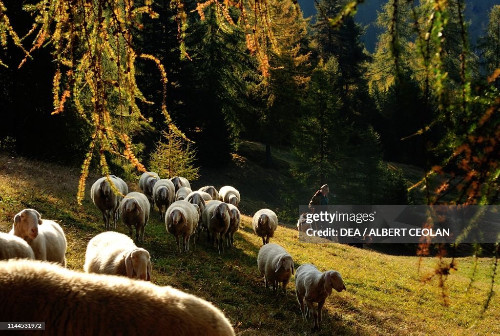 Grazing flock of sheep, Bellamonte