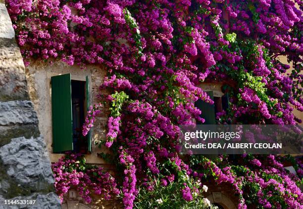 Facade with climbing bougainvillea, Sirmione, Lake Garda, Lombardy, Italy.