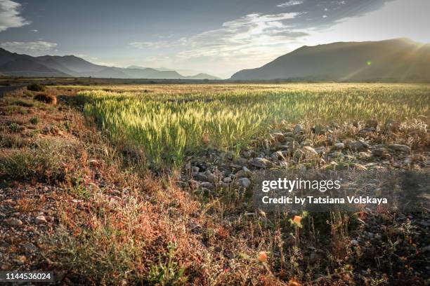 agricultural field in desert, morocco, africa - scarce stock pictures, royalty-free photos & images