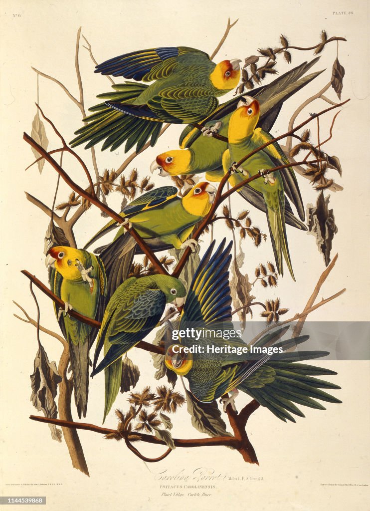 The Carolina Parakeet
