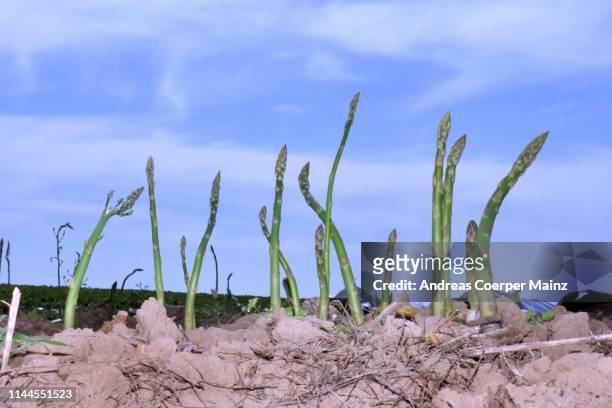green asparagus - spargel feld stock-fotos und bilder