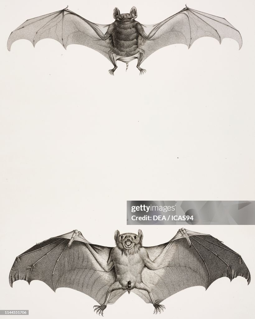 Egyptian bats: Egyptian tomb bat,