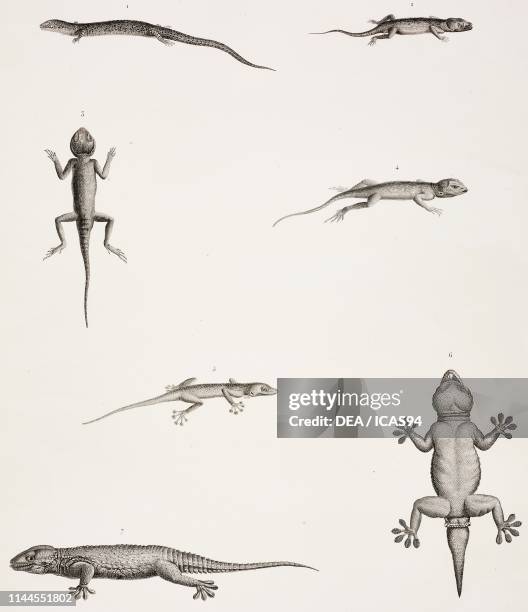 Moorish gecko , Lichtenstein's short-fingered gecko , 3-4 Desert Agama , fan-footed gecko , Gonatodes annularis, Zoology plate by Etienne Geoffroy...