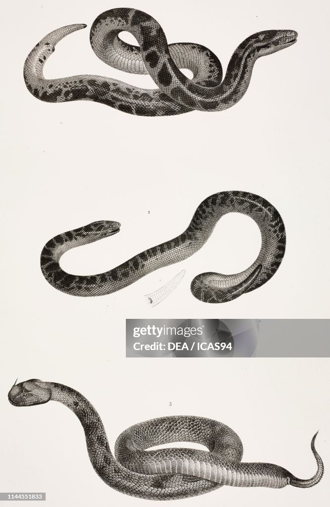 Kenyan sand boa, Javelin sand boa
