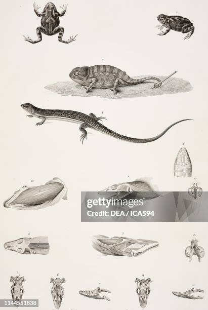 Common parsley frog , Common chameleon , Moorish gecko , Anatomical parts of the Nile monitor , skull of Desert monitor , Zoology plate by Etienne...