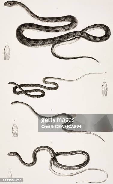 Common garter snake , Couleuvre a bouquets, false smooth snake , Couleuvre oreillard, Zoology plate by Etienne Geoffroy Saint-Hilaire, engraving by...
