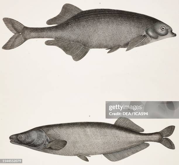 Mormyrus Anguilloides Photos and Premium High Res Pictures - Getty Images