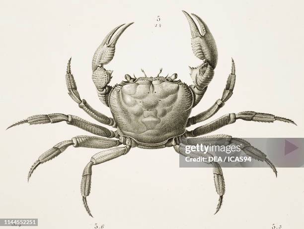 Crab , Zoology plate by Marie Jules Cesar Savigny, engraving by Lambert and Boquet after a drawing by Savigny, from Description de l'Egypte, ou...