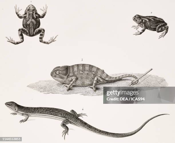 Common parsley frog , Common chameleon , Moorish gecko , Zoology plate by Etienne Geoffroy Saint-Hilaire, engravings by Duhamel after drawings by...