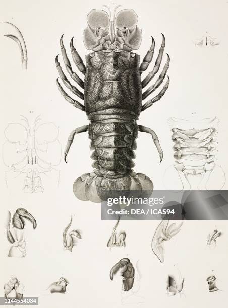 Spiny lobster, Zoology plate by Marie Jules Cesar Savigny, engraving by Tresca after a drawing by Savigny, from Description de l'Egypte, ou Recueil...