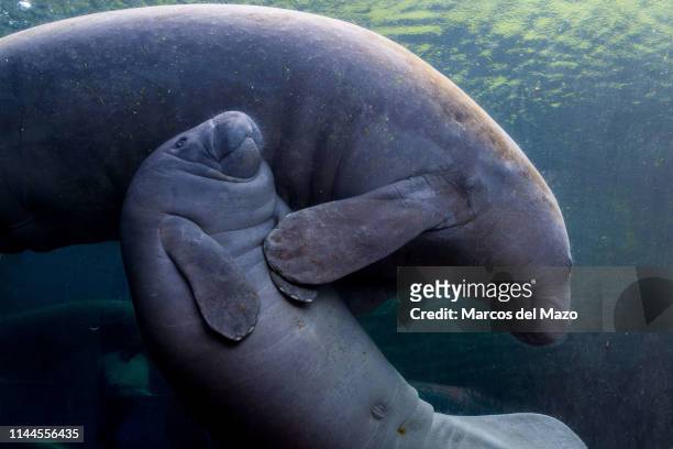 An Antillean manatee swimming with its baby pictured in its enclosure at Faunia zoo park.