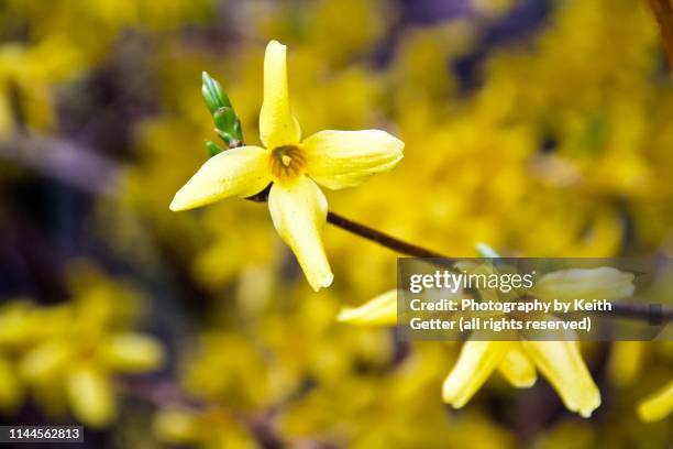 beginning springtime flourish: forsythia bush yellow flowers bursting against a yellow defocussed natural backdrop - forsythie stock-fotos und bilder