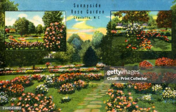 Sunnyside Rose Garden, Charlotte, N.C.', 1942. From "Souvenir of the Beautiful Carolinas". [Curt Teich & Co., Chicago, 1942]. Artist Unknown.