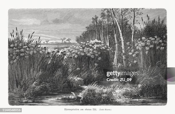 riparian vegetation on the upper nile river, woodcut, published 1897 - papyrus reed stock illustrations