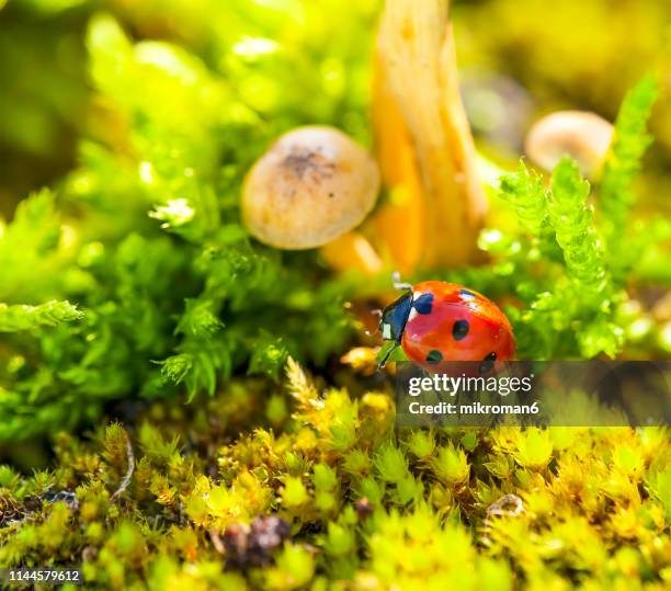 ladybirds natural environment - close up of mushroom growing outdoors stock pictures, royalty-free photos & images