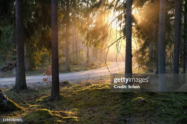 dirt road in coniferous forest in warm evening light in spring - road light trail stock pictures, royalty-free photos & images