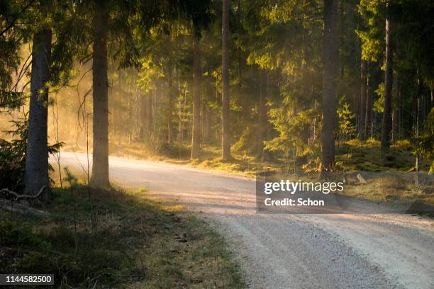 dirt road in coniferous forest in warm evening light in spring - road light trail stock pictures, royalty-free photos & images