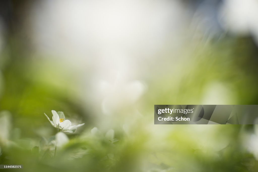 White willows in spring in clear sunlight in close-up