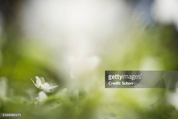 white willows in spring in clear sunlight in close-up - soft green background stock pictures, royalty-free photos & images